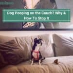 Dog Pooping on the Couch? 12 Reasons Why & How To Stop It