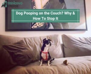 Dog Pooping on the Couch