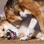 A dog play biting another on the neck while wrestling on the beach.