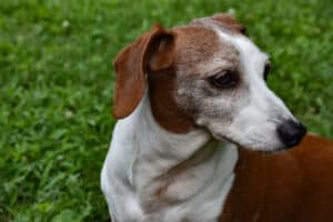 A double dapple Dachshund with white on neck and muzzle and green grass in the background.