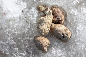 Dog poop that appears white while frozen on snowy ground.