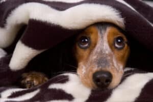 A cute black-tan-and-white dog looking guilty while hiding under a blanket.