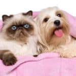 A Havanese dog and a Persian cat resting together under a pink blanket.