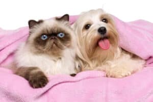 A Havanese dog and a Persian cat resting together under a pink blanket.