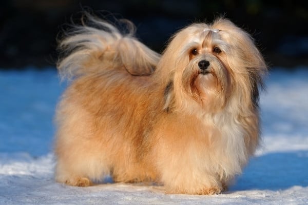 A Havanese with a gold coat with red highlights standing on a snowy lawn.