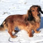 Ideal Weight for a Mini Dachshund According to Age