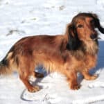 A long-haired Dachshund dog outside standing in the snow.