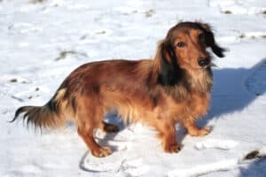 A long-haired Dachshund dog outside standing in the snow.