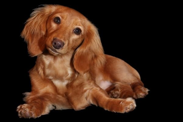 A long-haired dachshund dog with head cocked to the side against a black background.
