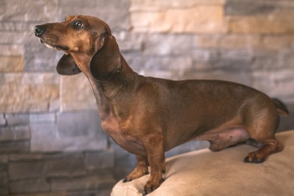 A brown Mini Dachshund perched on the end of the arm of a tan couch.