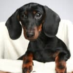 A black-and-tan Mini Dachshund puppy peeking out from the top of a clothes hamper.