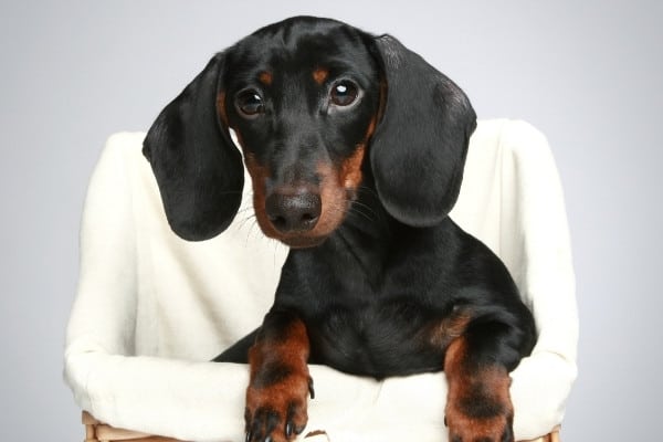 A black-and-tan Mini Dachshund puppy peeking out from the top of a clothes hamper.