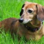 An older Dachshund with a graying muzzle standing outside in tall grass.