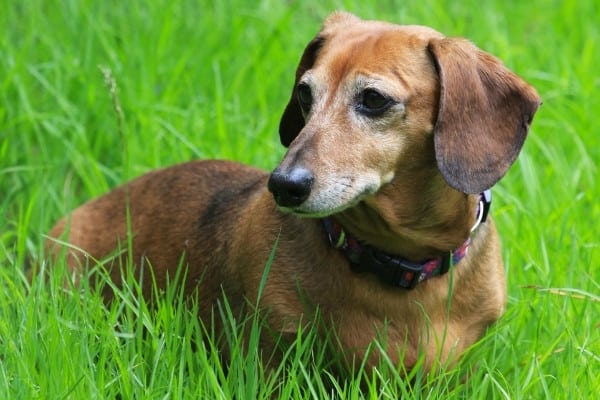 An older Dachshund with a graying muzzle standing outside in tall grass.