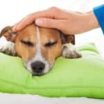 Female owner petting sick Jack Russel who is sleeping on a lime-green pillow.
