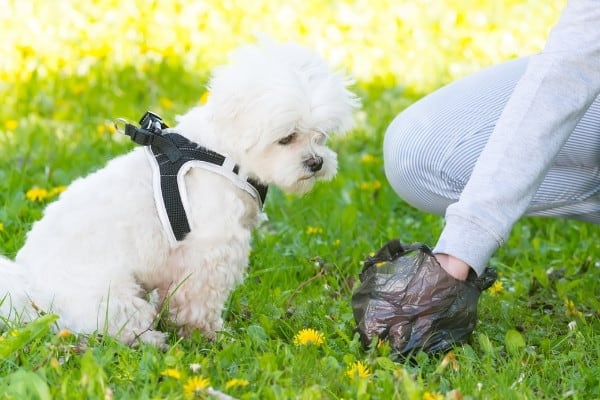 A dog owner using a plastic bag to clean up dog poop as a small white dog watches.