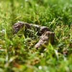 Finding Moldy Dog Poop? Here Is Why (+ Disposal Tips)
