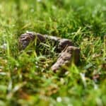 An eye-level view of a pile of fresh dog poop in the grass.