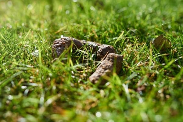 An eye-level view of a pile of fresh dog poop in the grass.