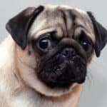 A close-up shot of a pug with a guilty look on his face.