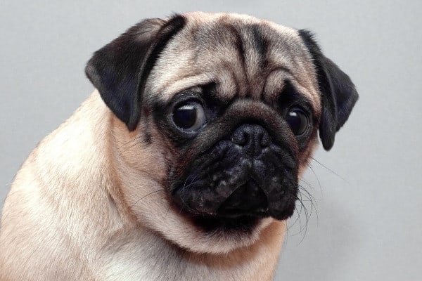 A close-up shot of a pug with a guilty look on his face.