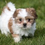 A small tan-and-white shih tzu puppy outside on green grass.