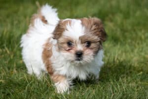 A small tan-and-white shih tzu puppy outside on green grass.