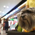 A small terrier dog in a cart while shopping with owner at a mall.