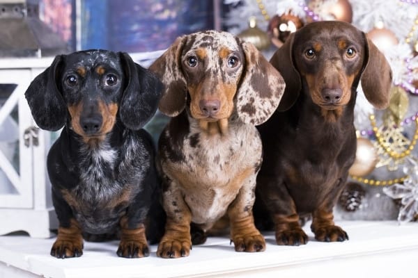 Three Dachshund dogs of different colors sitting in a row.