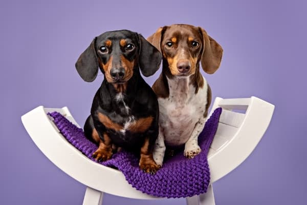 Two Dachshund dogs sitting on a purple mat on a concave white bench against a lavender background.