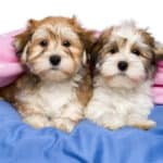 Two young Havanese dogs snuggled up in bed with blue sheets and a pink blanket.