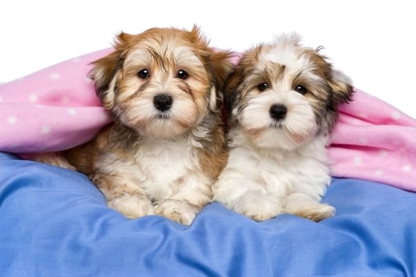 Two young Havanese dogs snuggled up in bed with blue sheets and a pink blanket.