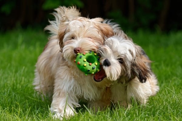 Two playful Havanese dogs running with a green toy ball outside.