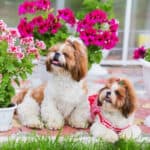 A pair of Shih Tzus sitting on a patio surrounded by pretty potted plants.