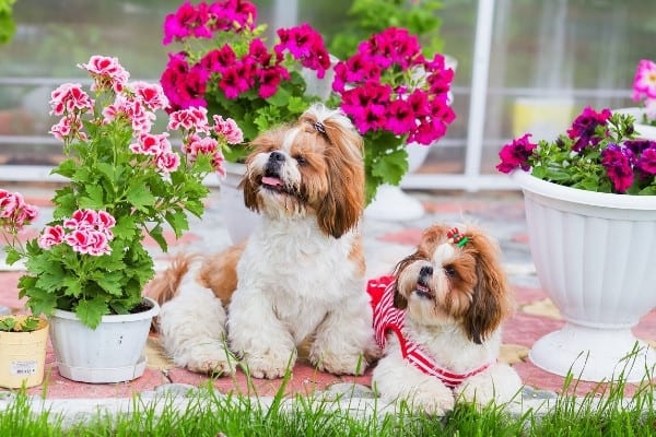 A pair of Shih Tzus sitting on a patio surrounded by pretty potted plants.