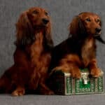 A pair of long-haired dachshunds with a treasure chest against a gray background.