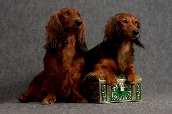 A pair of long-haired dachshunds with a treasure chest against a gray background.
