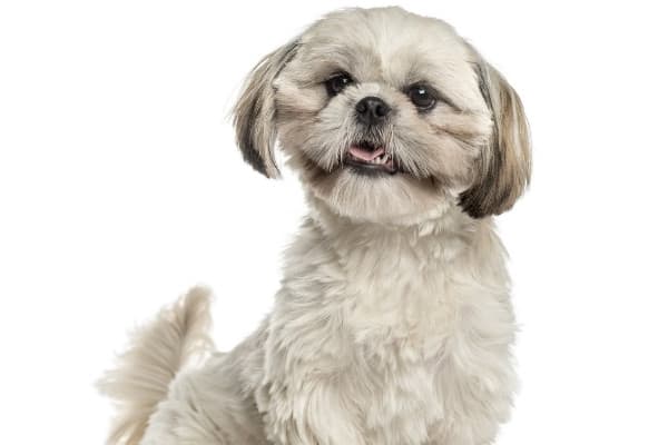 Cute little white Shih Tzu dog with gray and tan ears on a white background.