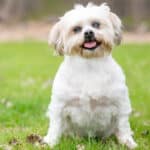 A white Shih Tzu dog with a cataract in her left eye sitting on a grassy lawn.