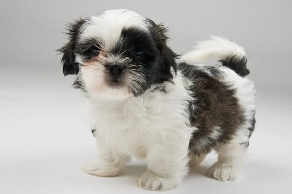A cute, tiny black-and-white Shih Tzu puppy standing up.