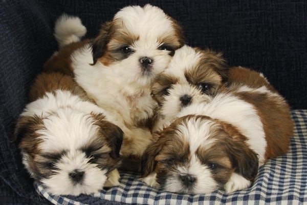 Four white-and-brown Shih Tzu puppies snuggled up on a couch.