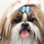 A cute brown-and-white Shih Tzu with a long coat, blue bow in her hair, and tongue panting.