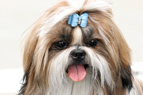 A cute brown-and-white Shih Tzu with a long coat, blue bow in her hair, and tongue panting.