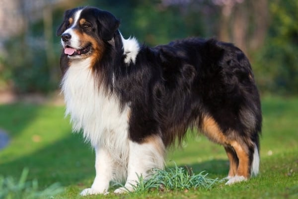 A beautiful Australian Shepherd standing in the grass beside a winding path.