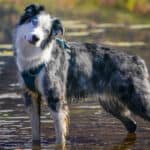 A merle Australian Shepherd standing in the middle of a small stream.