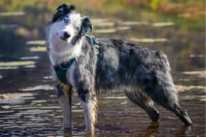 A merle Australian Shepherd standing in the middle of a small stream.