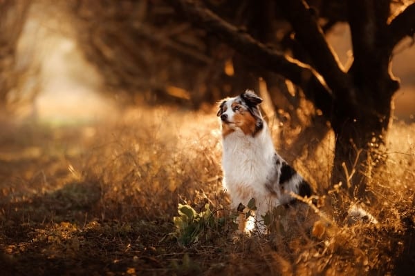 A tricolored Australian Shepherd sitting in an idyllic woodland path.