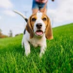 A cute, little Beagle puppy walking toward the camera while enjoying a walk on a grassy hill.