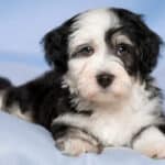 An adorable black-and-white Havanese puppy on a light blue blanket and background.