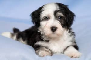 An adorable black-and-white Havanese puppy on a light blue blanket and background.